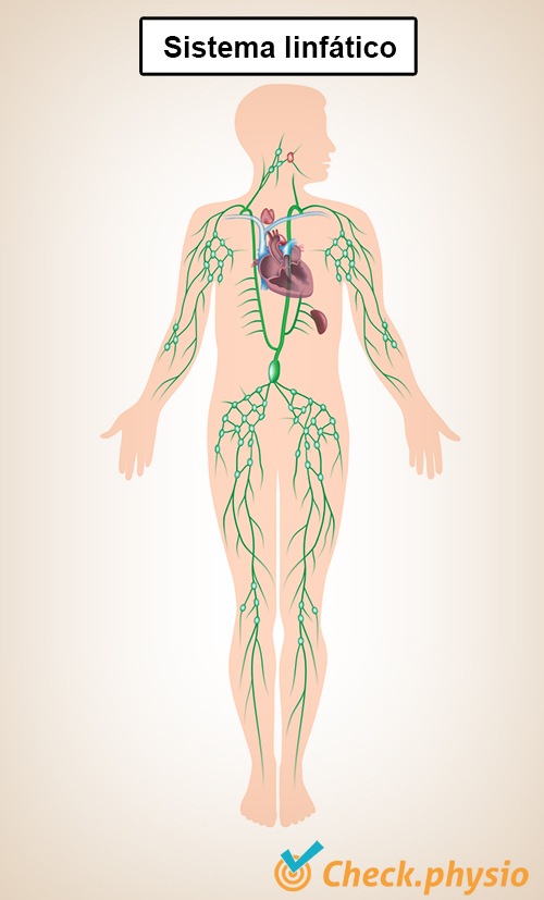 sistema linfático tracto vasos corazón riñones