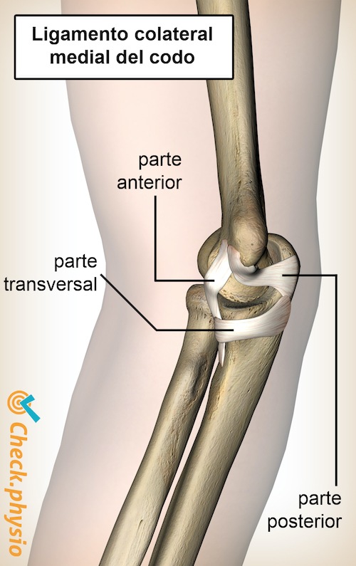codo ligamento colateral medial cubital parte anterior posterior transversal
